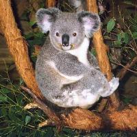 /photo/676223/LOVE 007/koala1_1_4_small.jpg